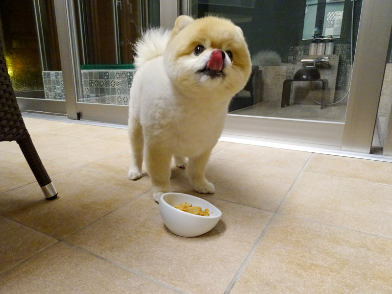 ワンちゃんの食事