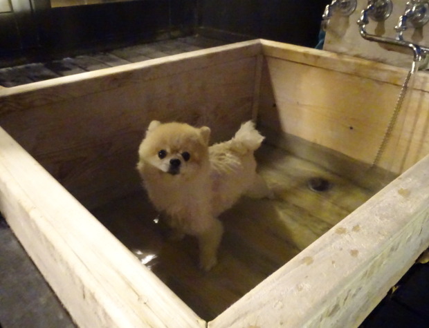 はんなり伊豆高原 犬用の温泉