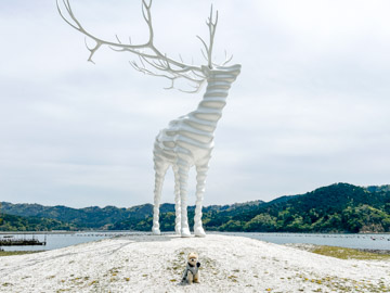 White Deer