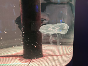 海中水族館シードーナツ