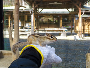 リスの森