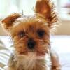 【愛犬と同室！】大切な愛犬と一緒に栃木旅行を（2食ルームサービス）～駐車場無料～のプランイメージ