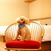 【年末年始/わんちゃん同泊可】愛犬ともっと仲良くなるドッグフレンドリーステイ（朝食付）のペットと泊まれるプラン