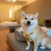 【ふたり旅】カップル・ご夫婦におすすめ＜ワンちゃんOK＞＜特選会席プラン＞メイン料理がアップグレードのペットと泊まれるプラン