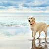 【特製オムレツ 朝食食材付きプラン】愛犬と走る、遊ぶ、笑う——芝生広がる海辺の楽園へ！のペットと泊まれるプラン