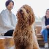【直前割】＜愛犬と一緒に＞直前のご予約でお得♪≪土地の恵み会席≫1泊2食付きのペットと泊まれるプラン