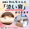 【万博】初めてご利用になるわんちゃんへおすすめ☆スタンダードバイキングプラン☆彡のペットと泊まれるプラン