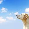 【楽天スーパーSALE】【ペット同伴ルーム】＜2食付＞愛犬と自然豊かな和風旅館で寛ぐ(夕食・朝食付)のペットと泊まれるプラン