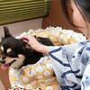 【冬旅しまね】【ペット同宿】愛犬と部屋食で愉しむ島根の美食◆大国主会席-竹-大和しじみの酒蒸し付のペットと泊まれるプラン