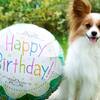【愛犬との大切な記念日に】ワンちゃんに大人気の鹿肉ジャーキープレゼント♪【夕朝食付】のペットと泊まれるプラン