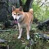 シニア犬宿泊無料プランのペットと泊まれるプラン