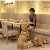 【LUXDAYSセール】【スタンダード】愛犬と食事も寝る時もずっと一緒／朝食ビュッフェ付のペットと泊まれるプラン