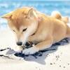 【春夏旅×わんダフルステイ】最大20％OFF／愛犬と一緒に城崎をお散歩＜★スタンダード花栞プラン＞のペットと泊まれるプラン