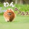 （冬季）【朝食付き×わんダフルステイ】蟹の半身入お味噌汁付き！和食御膳で心ほぐれる旅を＜朝食のみ＞のペットと泊まれるプラン
