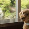 【ペット専用シモンズベッド部屋】寝心地抜群！最高のくつろぎを♪《ワンちゃん同席OKの半個室食事処》のペットと泊まれるプラン