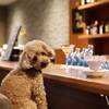【秋冬旅セール】★【軽井沢フレンチ／2食付】愛犬と共に過ごす”水と森のリゾート”満喫プランのペットと泊まれるプラン