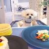 【楽天トラベルサマーSALE】スタンダード夕朝食＋オールインクルーシブ飲み放題・愛犬夕朝食などのペットと泊まれるプラン