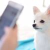 【楽天限定／わんちゃんおやつ付特典】滞在中の口コミ投稿でわんちゃんのおやつが貰える／素泊まりのペットと泊まれるプラン