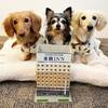 ★[１室３匹小型犬ＯＫ]ワンちゃんと一緒に東横インに泊まろう！t★のペットと泊まれるプラン