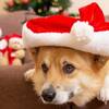 【クリスマス】ワンドリンク＆わんちゃんケーキプレゼント／大切な愛犬とほっこりクリスマス＜風★＞のペットと泊まれるプラン