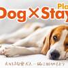 【Dog×Stay】ワンちゃん同伴宿泊プラン【直前予約限定でポイント１０倍付き】【素泊り】のペットと泊まれるプラン