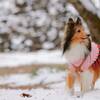 【12/31-1/1限定】年末年始はワンちゃんと北軽井沢へ！愛犬用おせち付きの特別プラン＜2食付き＞のペットと泊まれるプラン