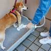 【愛犬と１泊★春よくばりカニ会席】香住がに料理『茹で・焼き』と但馬牛＆のど黒】のペットと泊まれるプラン