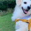 【夏季・愛犬と1泊】香住夏の極上『活イカ特選コース』のど黒も味わえる豪華プランのペットと泊まれるプラン