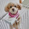 【楽天スーパーSALE】【愛犬と１泊】6種の蟹料理尽くし★松葉がに『刺身・焼・鍋』×和牛ステーキのペットと泊まれるプラン