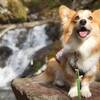 【8/9〜8/23限定】＜事前カード決済で2200円OFF＞ペット歓迎！お得に愛犬と夏の思い出を♪のペットと泊まれるプラン