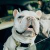 【当日限定】＜ペット歓迎＞愛犬とお得にリゾートステイを満喫のペットと泊まれるプラン
