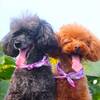 【8/9〜8/23限定】＜事前カード決済で2200円OFF＞ペット歓迎！お得に愛犬と夏の思い出を♪のペットと泊まれるプラン