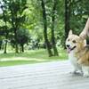 【期間限定・朝食無料サービス】愛犬同伴・夕食弁当付きプランのペットと泊まれるプラン