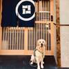 【楽天トラベルサマーSALE】風情感じる京町屋1棟貸切！愛犬と一緒に最新設備の快適ステイ＜素泊り＞のペットと泊まれるプラン