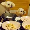 【1泊2食付き/レストラン同伴可】ディナー時にわんちゃんご飯付きプランのプランイメージ