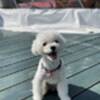 【楽天トラベルサマーSALE】愛犬と一緒！食材少なめお気軽BBQライトプランのペットと泊まれるプラン