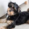 【楽天トラベルサマーSALE】＜ペット歓迎＞愛犬と一緒に会員制リゾートを満喫のペットと泊まれるプラン