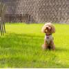 【お盆休みスペシャル♪】愛犬といつも一緒 ! 里山丹波のオーベルジュで創作フレンチを愉しむのペットと泊まれるプラン