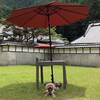 【楽天トラベルサマーSALE】【楽天トラベルサマーSALE】愛犬といつも一緒 ! 1泊夕朝食付きのペットと泊まれるプラン