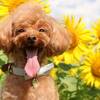 【8/9〜8/23限定】＜事前カード決済で2200円OFF＞ペット歓迎！お得に愛犬と夏の思い出を♪のペットと泊まれるプラン