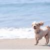【LUXDAYSセール】【愛犬とお泊まり】ドッグフレンドリールーム◆若狭湾の海の幸を愉しむ＜2食付＞のペットと泊まれるプラン