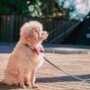【愛犬歓迎◆朝食付】大好きなペットと＜MOSSキャンプスタイル朝食＞で始める爽やかな一日をご堪能♪のペットと泊まれるプラン