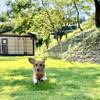 【早割30 20％OFF】【ペット可】素泊まり★お好きな食材を自由に持ち込みOK★のペットと泊まれるプラン