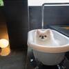 【楽天月末セール】お部屋食確約！愛犬と一緒に食事とお風呂が楽しめる宿のペットと泊まれるプラン