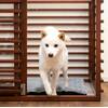 【楽天スーパーSALE】ビーチまで徒歩20秒！愛犬と一緒に泊まれる最大6名+1匹の素泊まりプランのペットと泊まれるプラン
