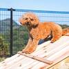 【期間限定】クチコミ投稿で手持ち花火プレゼント♪愛犬と一緒に♪本格BBQ2食付プランのペットと泊まれるプラン