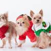 【クリスマス】ゆるり箱根で過ごす特別な温泉旅／愛犬用ケーキ＆おもちゃ特典付き＜★基本鍋会席＞のプランイメージ