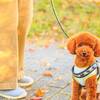 【当日限定】＜ペット歓迎＞愛犬とお得にリゾートステイを満喫のペットと泊まれるプラン