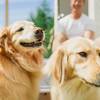 【1周年記念★15％OFF】夏限定！愛犬と楽しむドッグステイ♪3大特典付き《素泊まり》のペットと泊まれるプラン