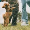 【60日前までのご予約で15％OFF！】お得に愛犬とグランピング早割プラン！＜素泊まり＞のペットと泊まれるプラン